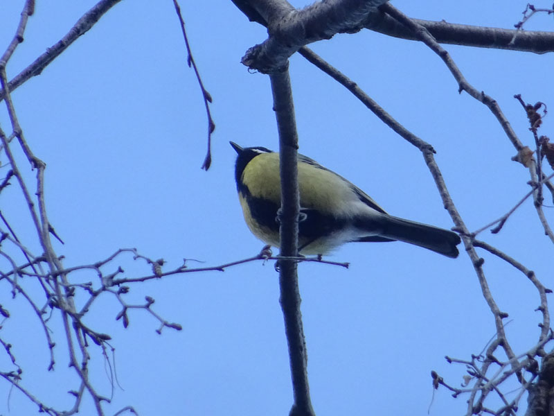 Cinciallegra (Parus major)